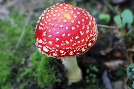 Nature toxic spotted
