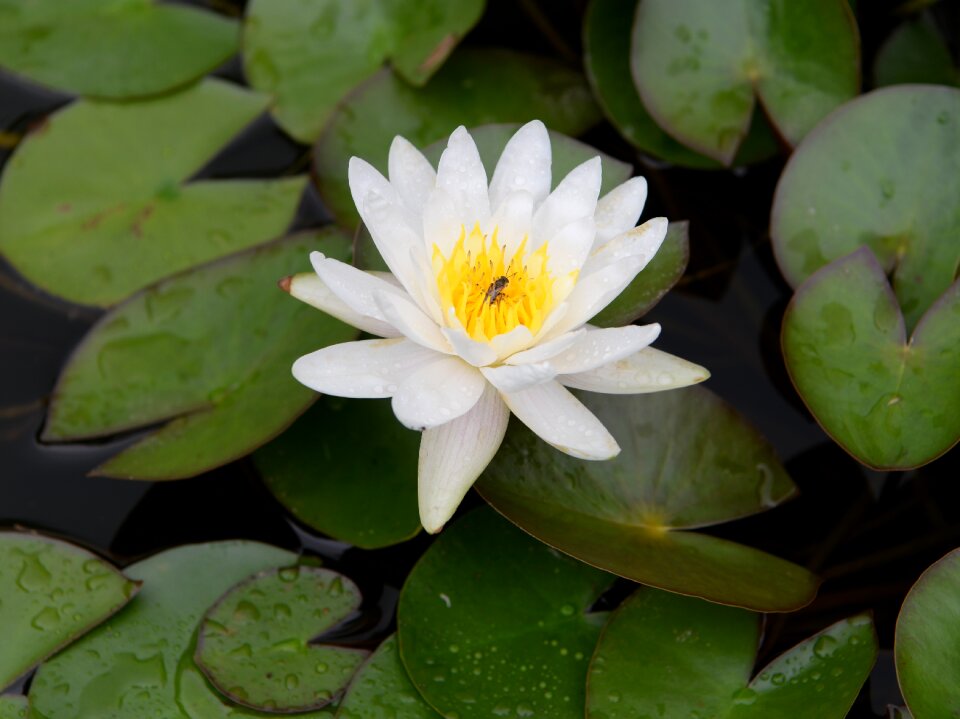 Water flower flower