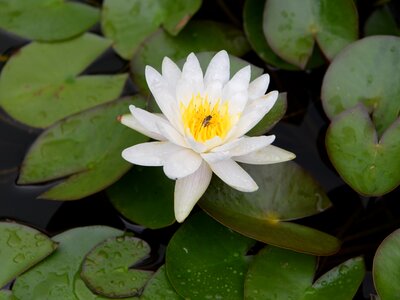 Water flower flower