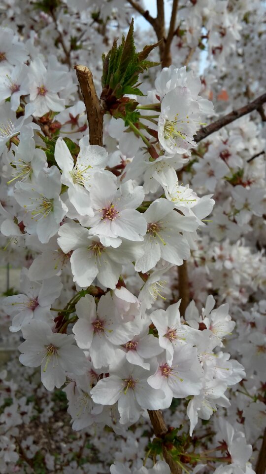 Flowers blossom cherry blossoms