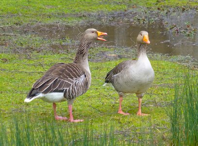 Nag birds waterfowl