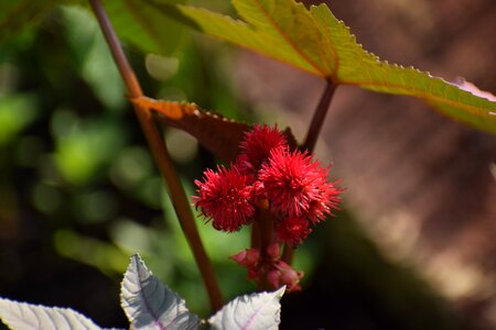Plant nature botanica