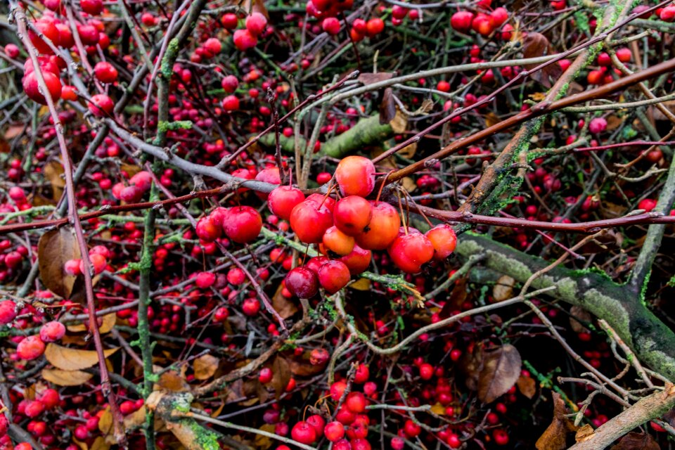 Autumn close up branch