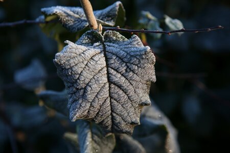 Linde autumn leaf