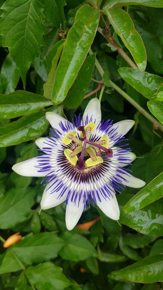 Passion landscape floral