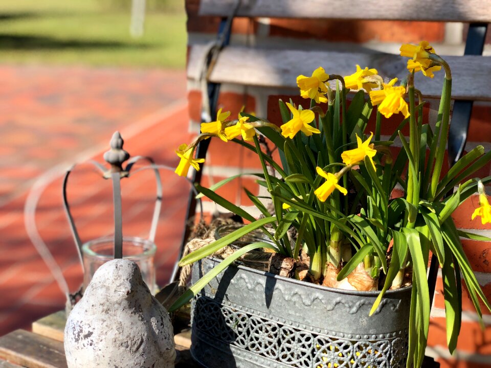 Nature spring flowers springtime photo