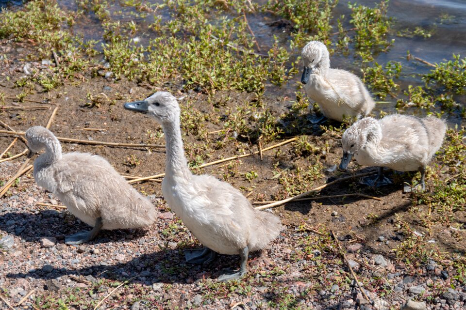 Swan waterfowl cub