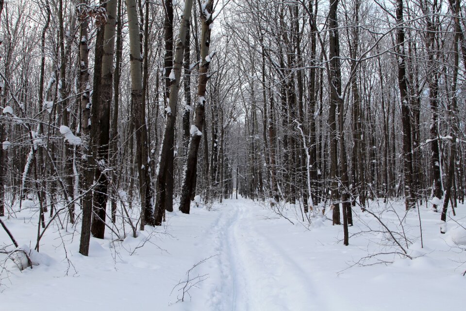 Nature cold landscape