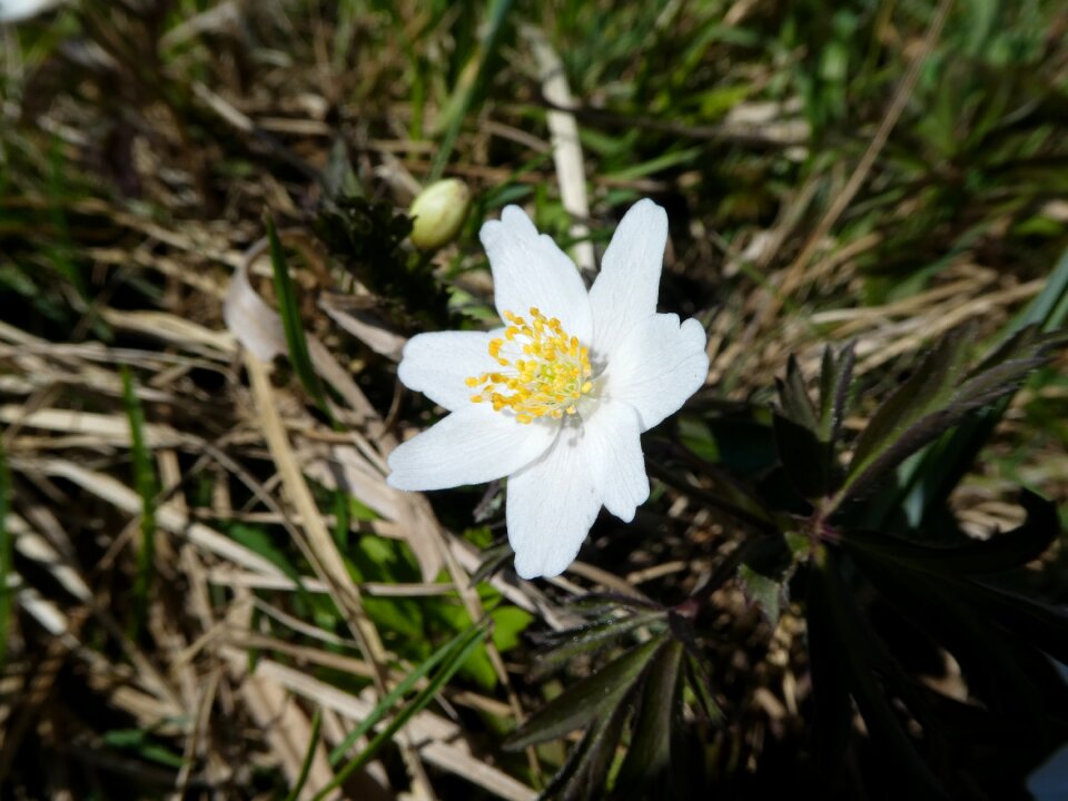 Flora forest floor nature