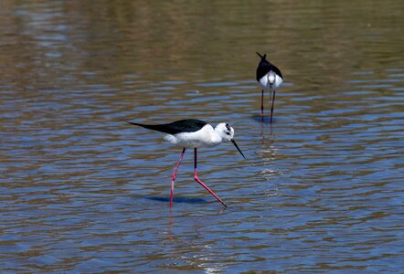 Black-winged stilt birds wader