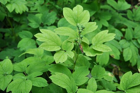 Plant leaf photo