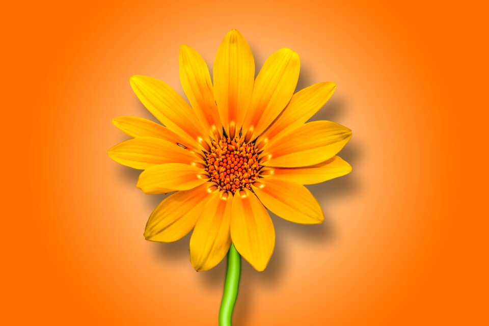 Beautiful flower spring beautiful