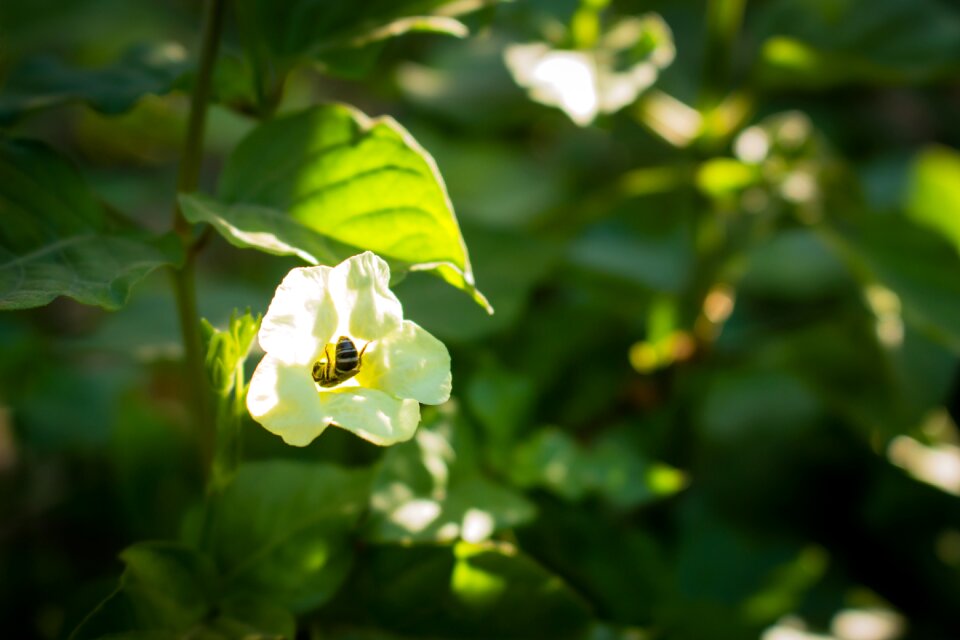 Green beautiful