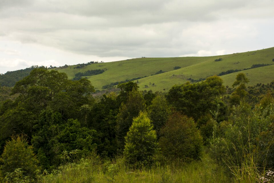 Flora and fauna mountain