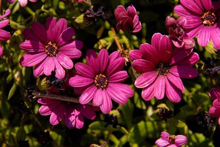 Nature beauty flowers