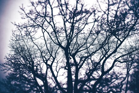 Forest plant branches