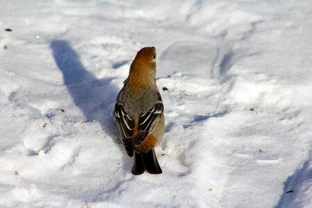 Female nature wildlife photo