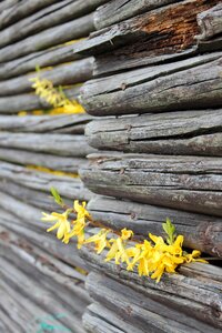 Nordic wood garden