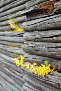 Nordic wood garden photo