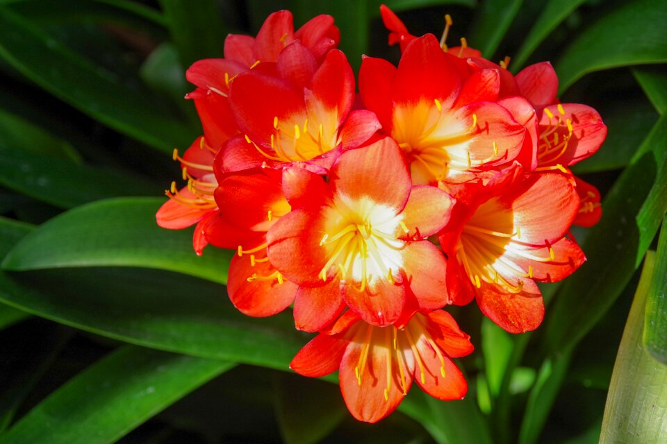 Red thriving botanical