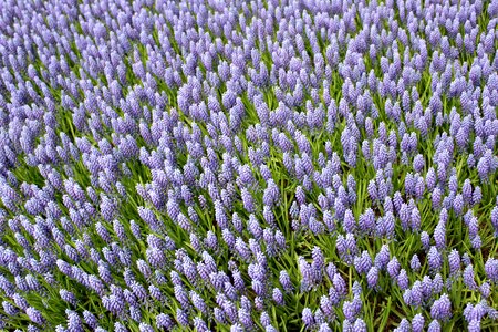 Park keukenhof muscari