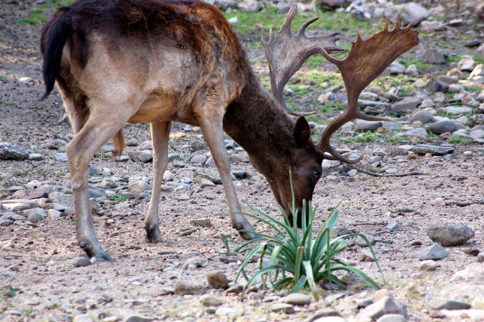 Nature animal wild