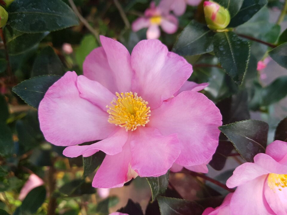 Pink flower
