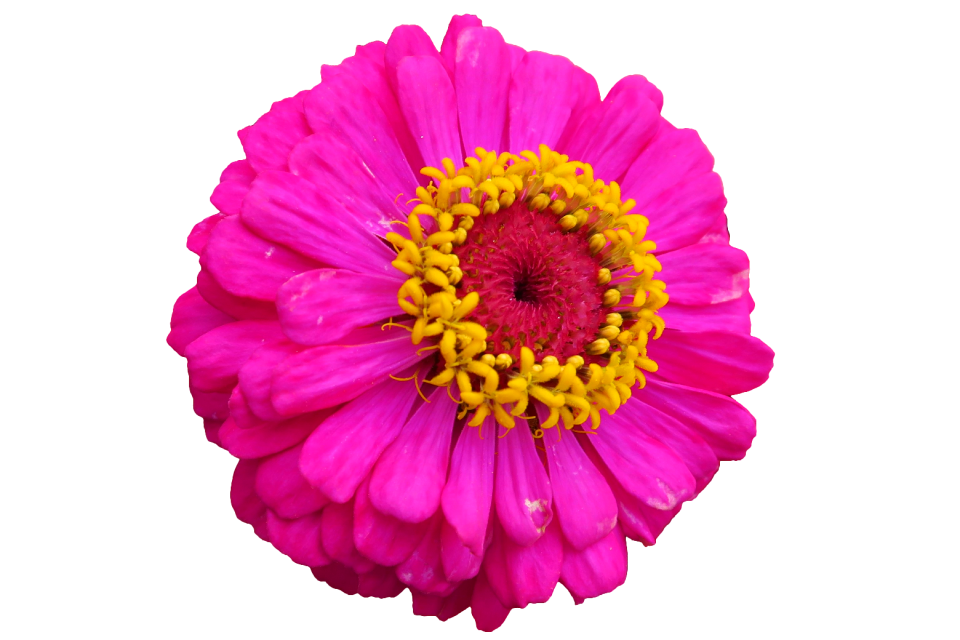 Isolated nature plant