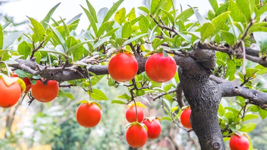 Potted plants bonsai red fruits photo