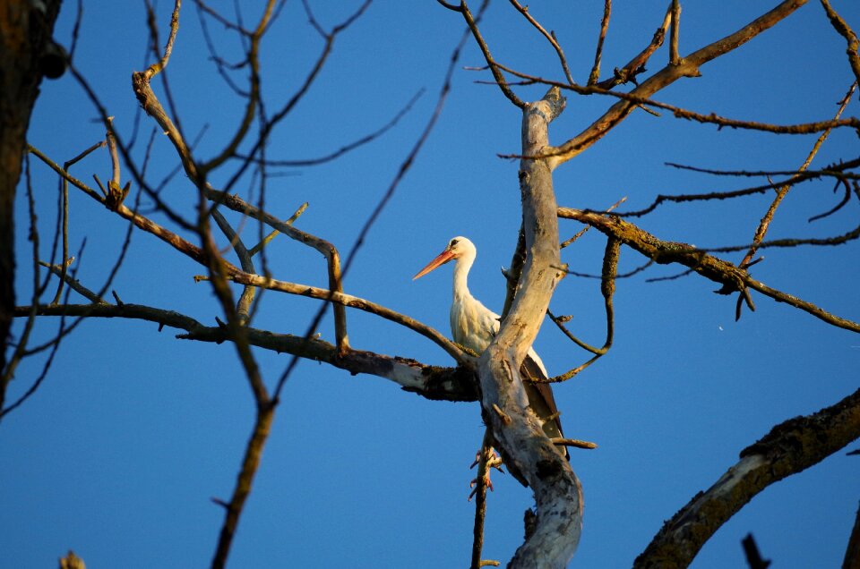 Bird animal animal world