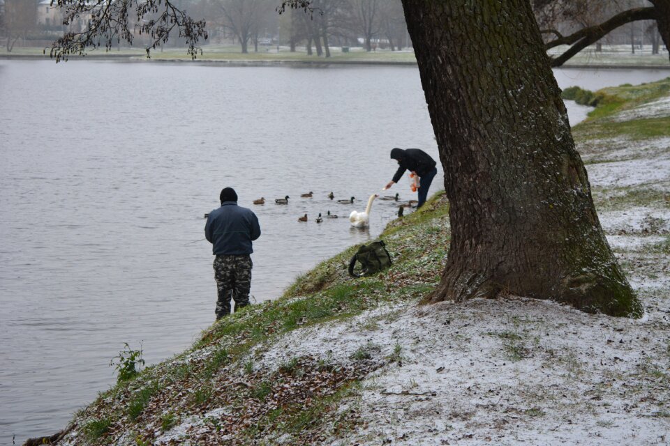 Fishermen feeding a swan ducks swan