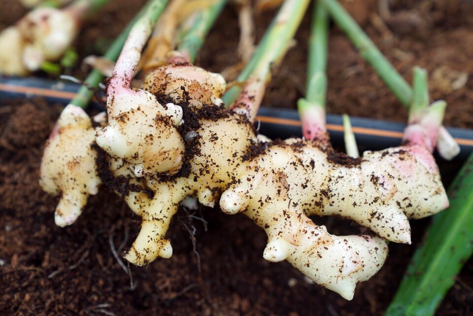 Soilless farming organic farming asian farm