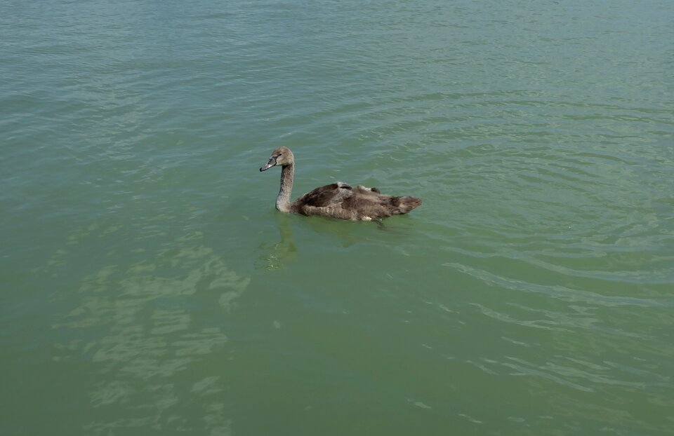 Plumage elegant swim
