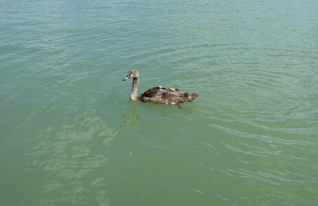 Plumage elegant swim