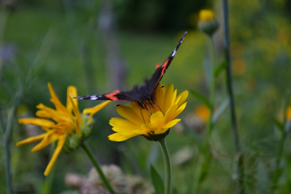 Wing bloom insects