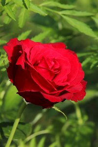 Nature plant petal