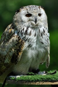 Owl green owl photo