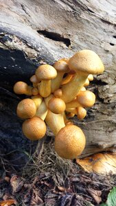 Mushrooms wood nature