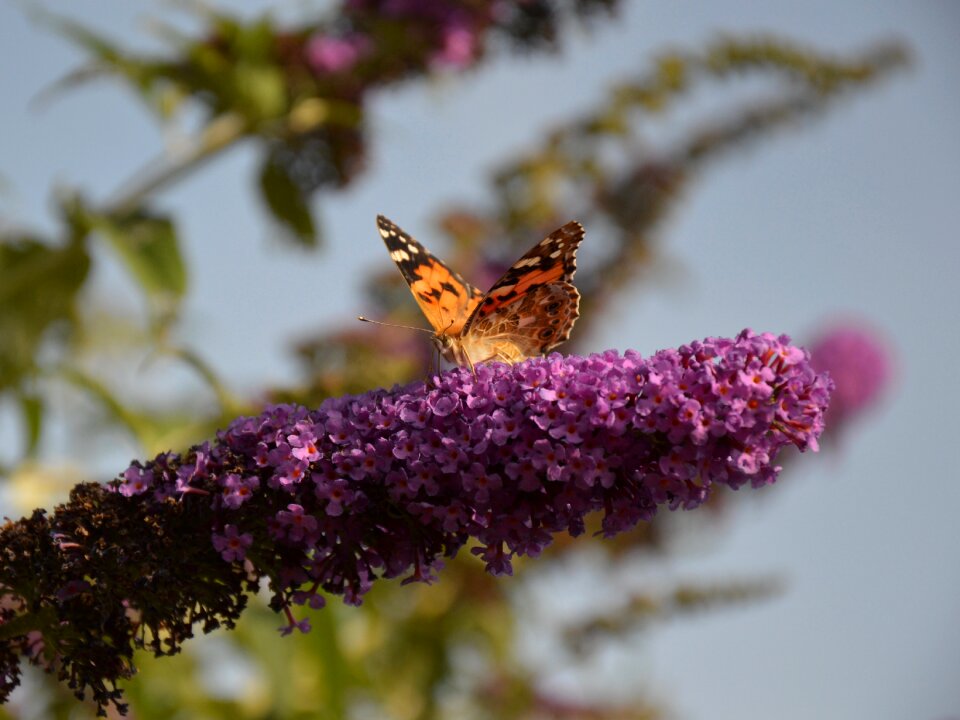 Summer lilac insect flowers