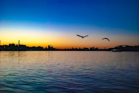 Sunset bird seagull photo
