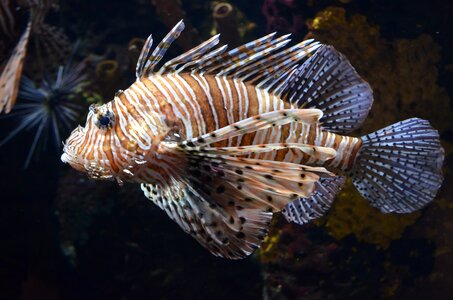 Underwater dangerous lionfish photo
