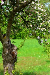 Flowers apple blossom tree photo