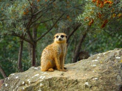 Zoo the meerkats wild