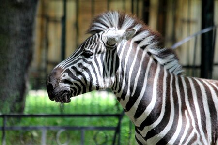 Zoo head stripes photo
