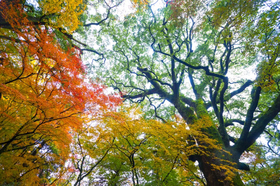 Leaf wood autumn mood