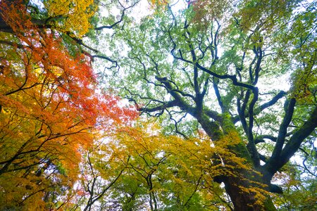 Leaf wood autumn mood photo