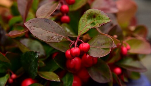 Ornament decoration rowanberries photo