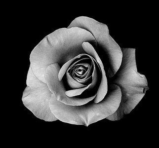 Flowers floral