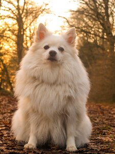 Cute animal pet