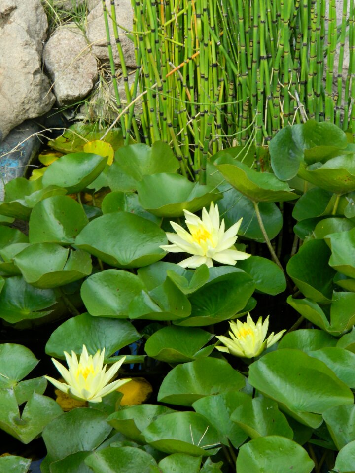 Flower nature aquatic